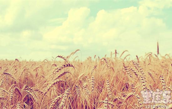 苏珊米勒狮子座一周星座运势(11.28-12.4)