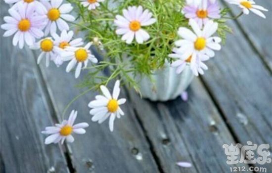 丹尼尔狮子座一周星座运势(11.28-12.4)