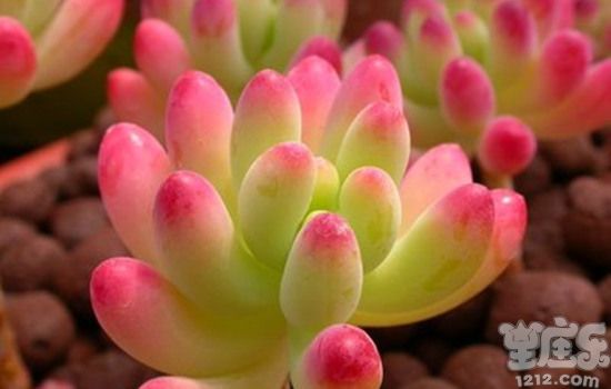 丹尼尔一周星座运势(12.19-12.25)